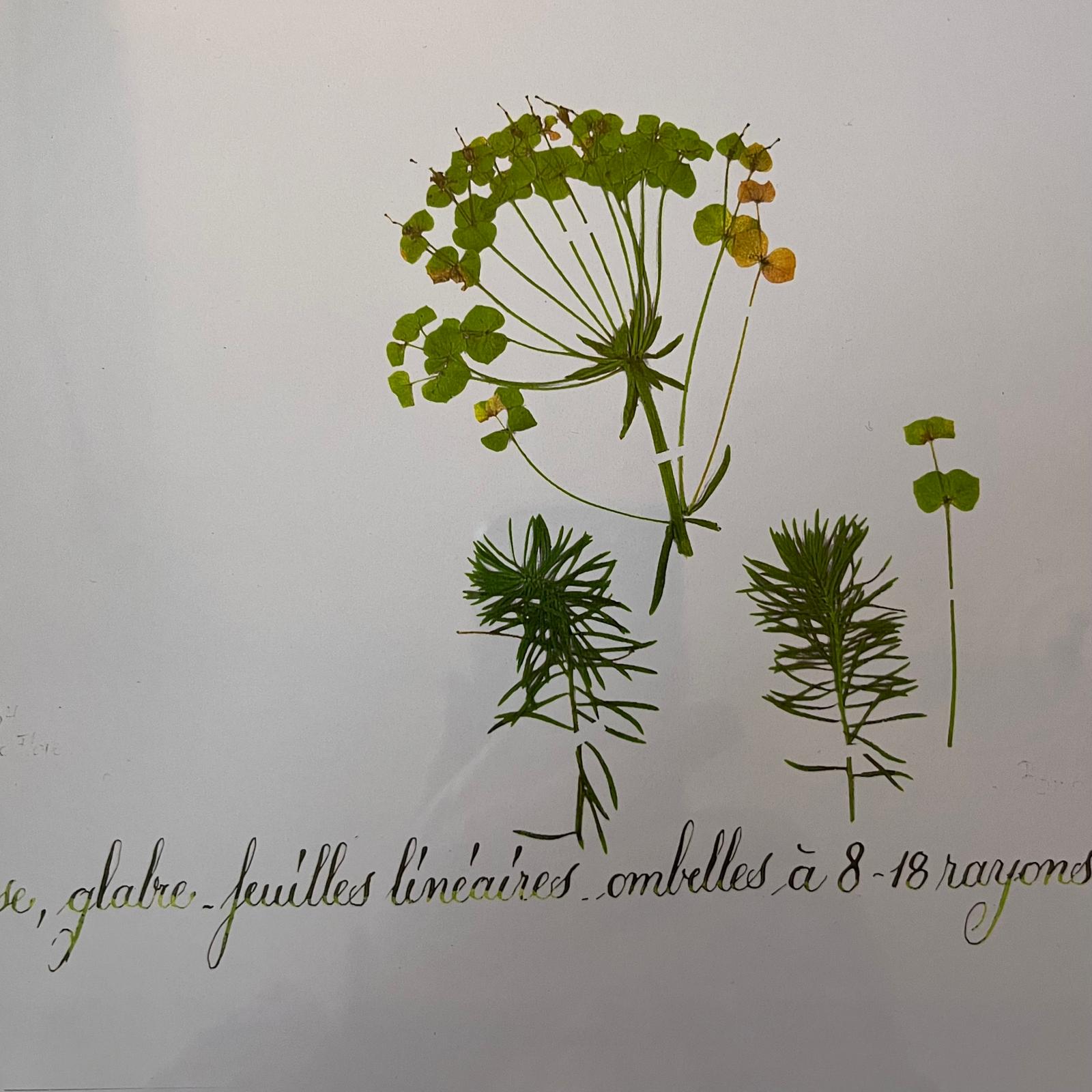 page-herbier-fleur-ateliers-epinette.jpg