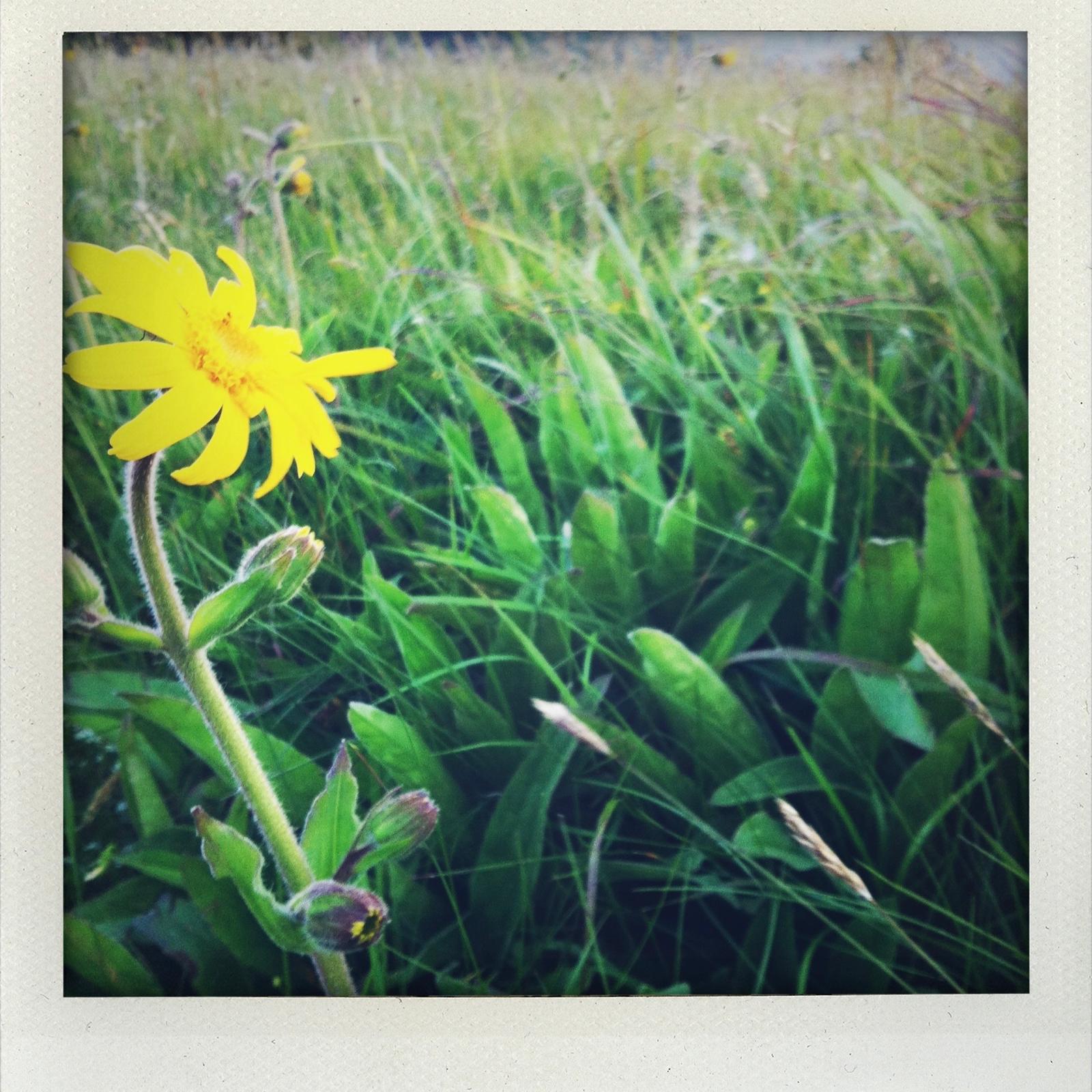 polaroid_arnica_vent_epinette.jpg