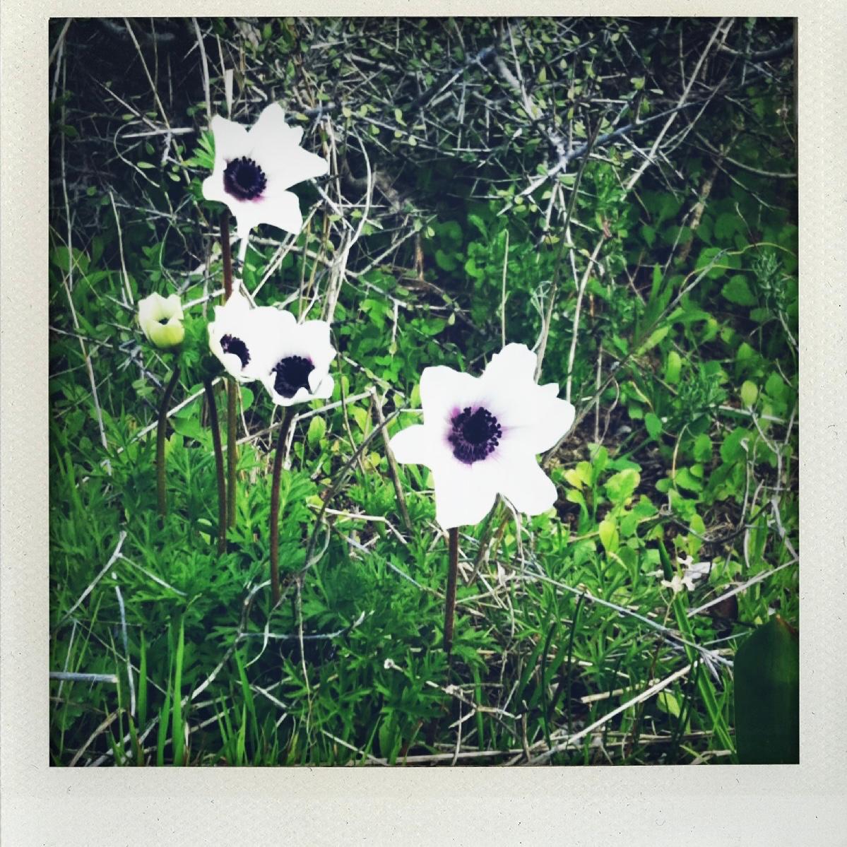 polaroid_anemone_ateliers_epinette.jpg
