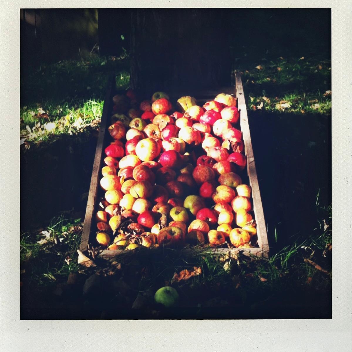 cycle_polaroid_pommes_epinette.jpg