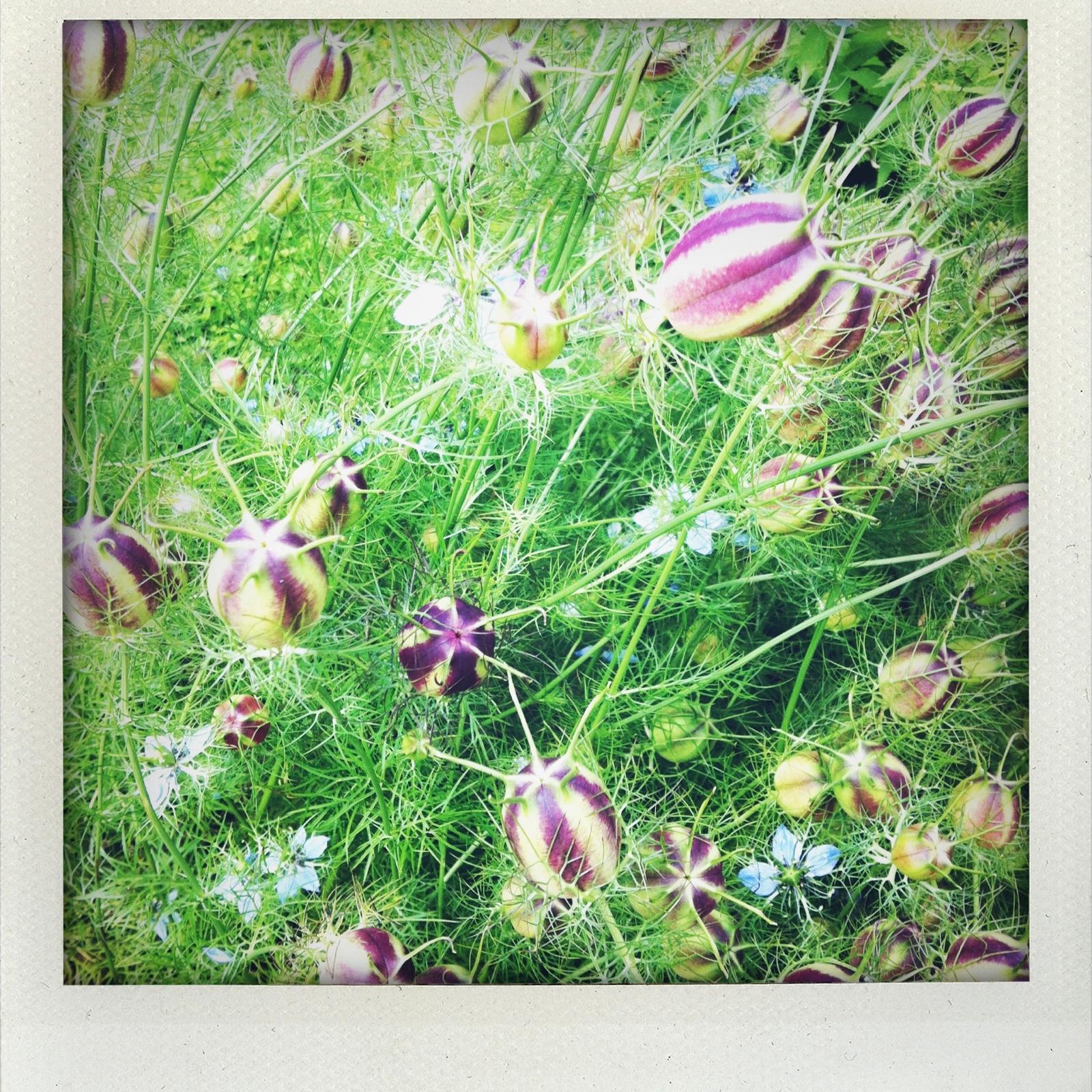 cycle_polaroid_silene_epinette.jpg